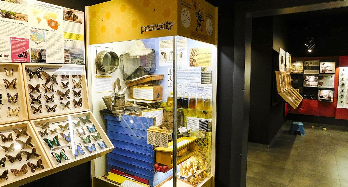 Kolekcja egzotycznych motyli i owadów w Muzeum Motyli w Łebie