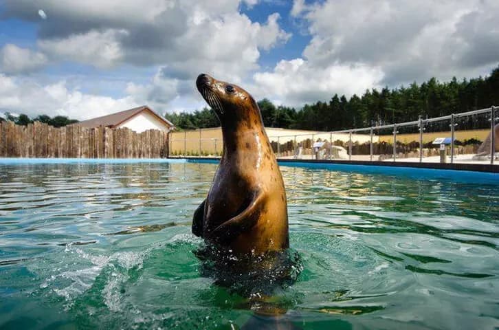 Seal in the seal sanctuary